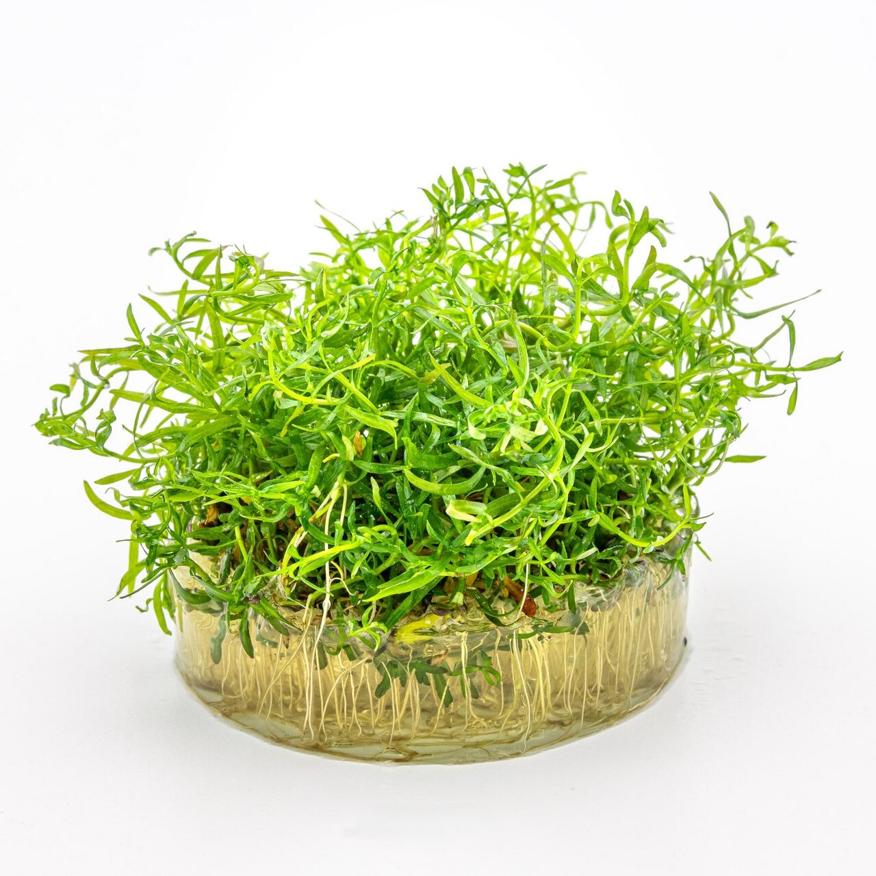 Hemianthus callitrichoides (Zwerg-Perlkraut), Aquarienpflanze, leuchtend grün, dicht, im Nährgel, Behälter, ideal für Aquarien.