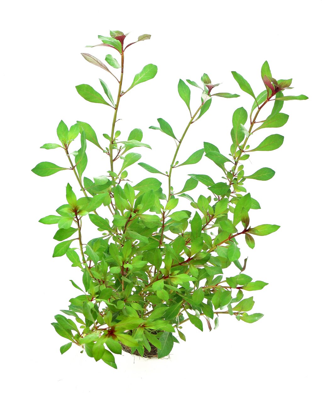 Das Bild zeigt eine frische, grüne Wasserpflanze der Art Ludwigia repens, die häufig in Aquarien verwendet wird. Die Pflanze hat leuchtend grüne Blätter mit rötlichen Akzenten an den Stängeln und Blattunterseiten. Sie ist dicht gewachsen und wird oft als 