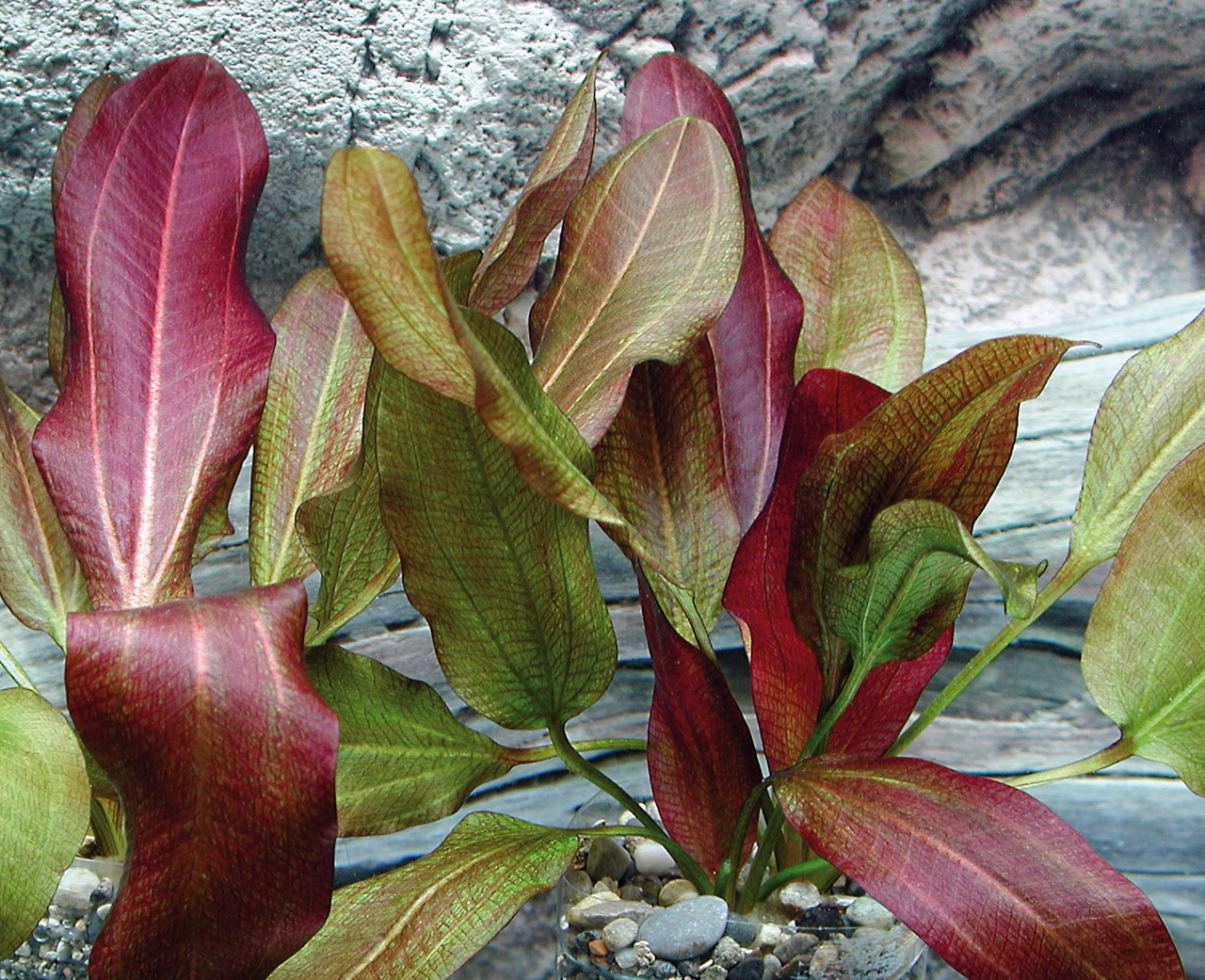 ALOHA Aquarienpflanze, Echinodorus, rot-grüne Blätter, für Süßwasseraquarien, dekorativ, im Kiesglas.