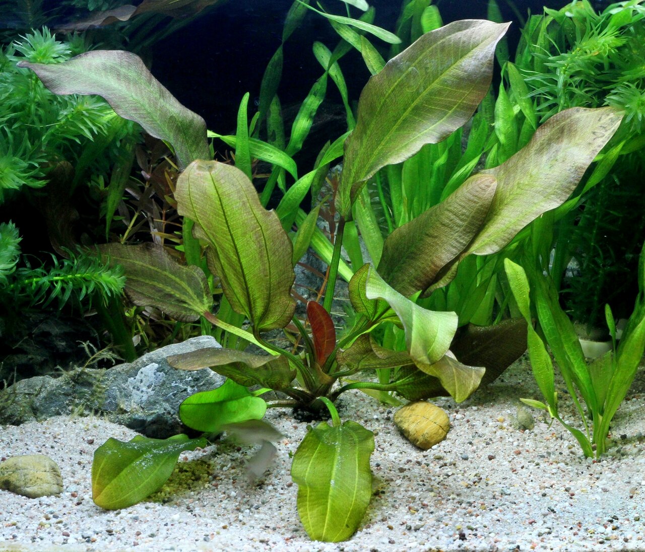 ALOHA Aquarienpflanze, Echinodorus-Art, für Süßwasseraquarien, grüne-rötliche Blätter, ideal für Fische, Verstecke, natürliche Umgebung.