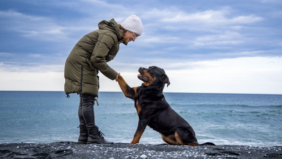 Rottweiler gibt einer Frau die Pfote