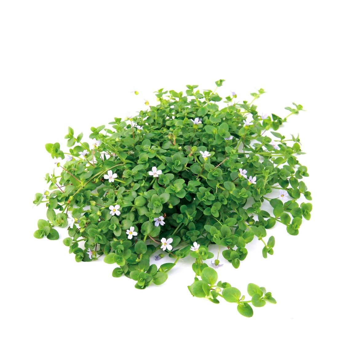 ALOHA Bacopa australis