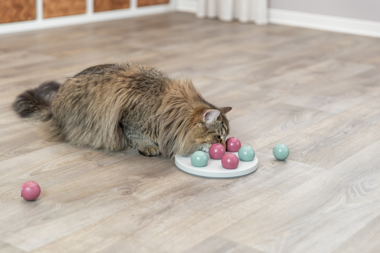 TRIXIE Cat Activity Brain Mover, interaktives Intelligenzspielzeug für Katzen, weiß mit rosa-grünen Kugeln, fördert geistige Aktivität.