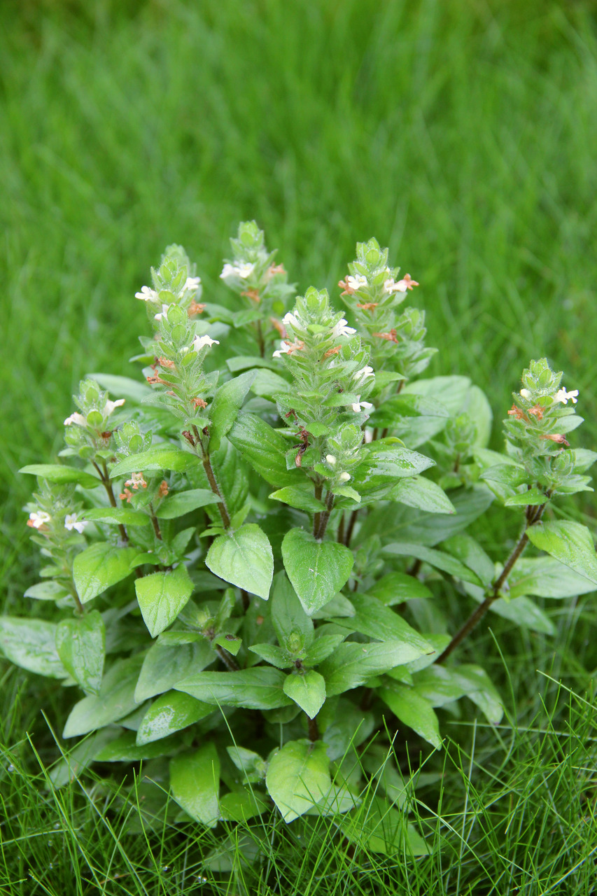 ALOHA Staurogyne repens PG6 Bild 6