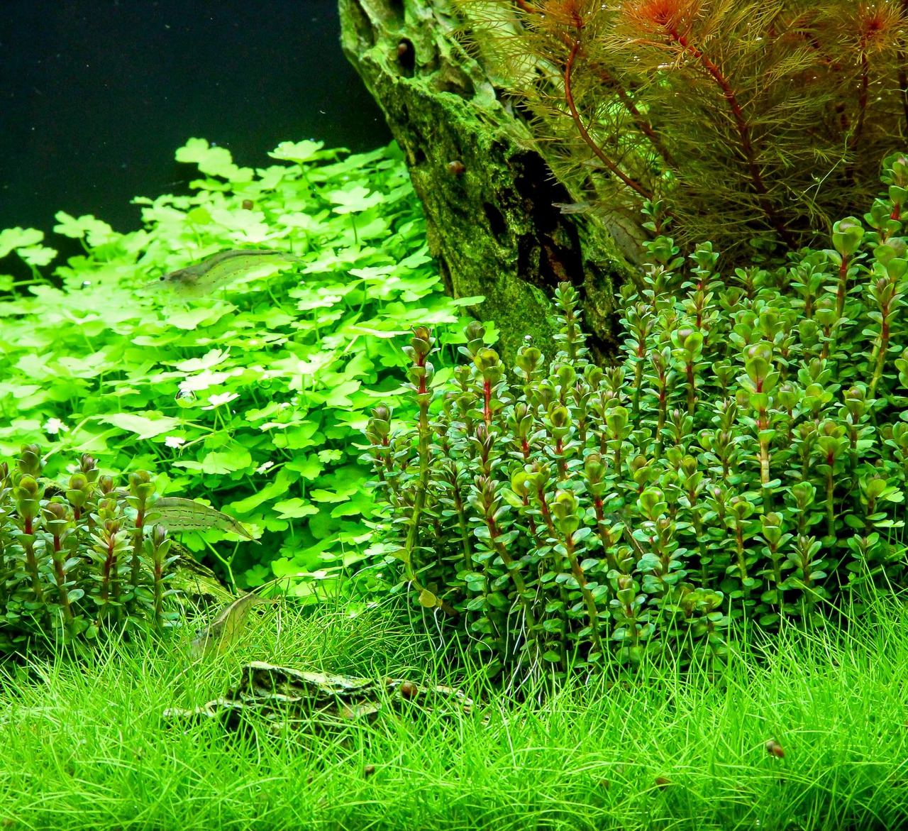 ALOHA Rotala indica Cup C121