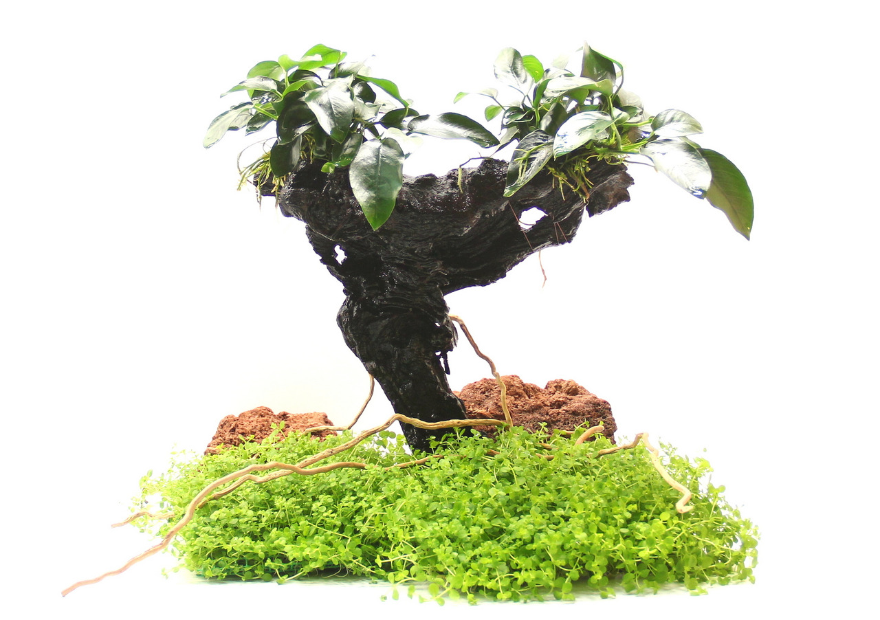 Dekorative Aquarienlandschaft mit Wurzelholz, Anubias, Bodendeckerpflanzen & rötl. Steinen – ideal für naturnahe Aquariengestaltung.