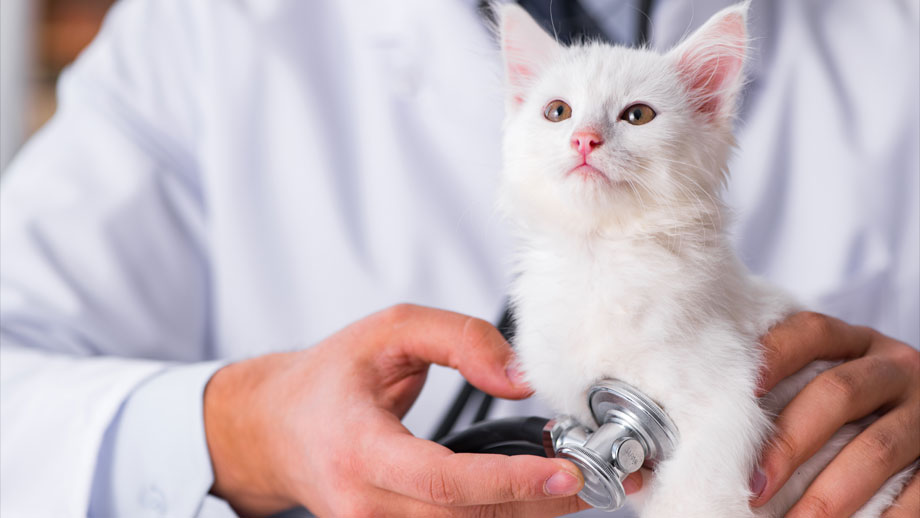 Weißes Kätzchen wird von Tierarzt abgehört