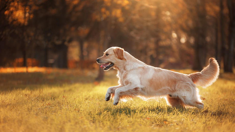 Golden Retriever rennt über eine herbstlich anmutende Wiese