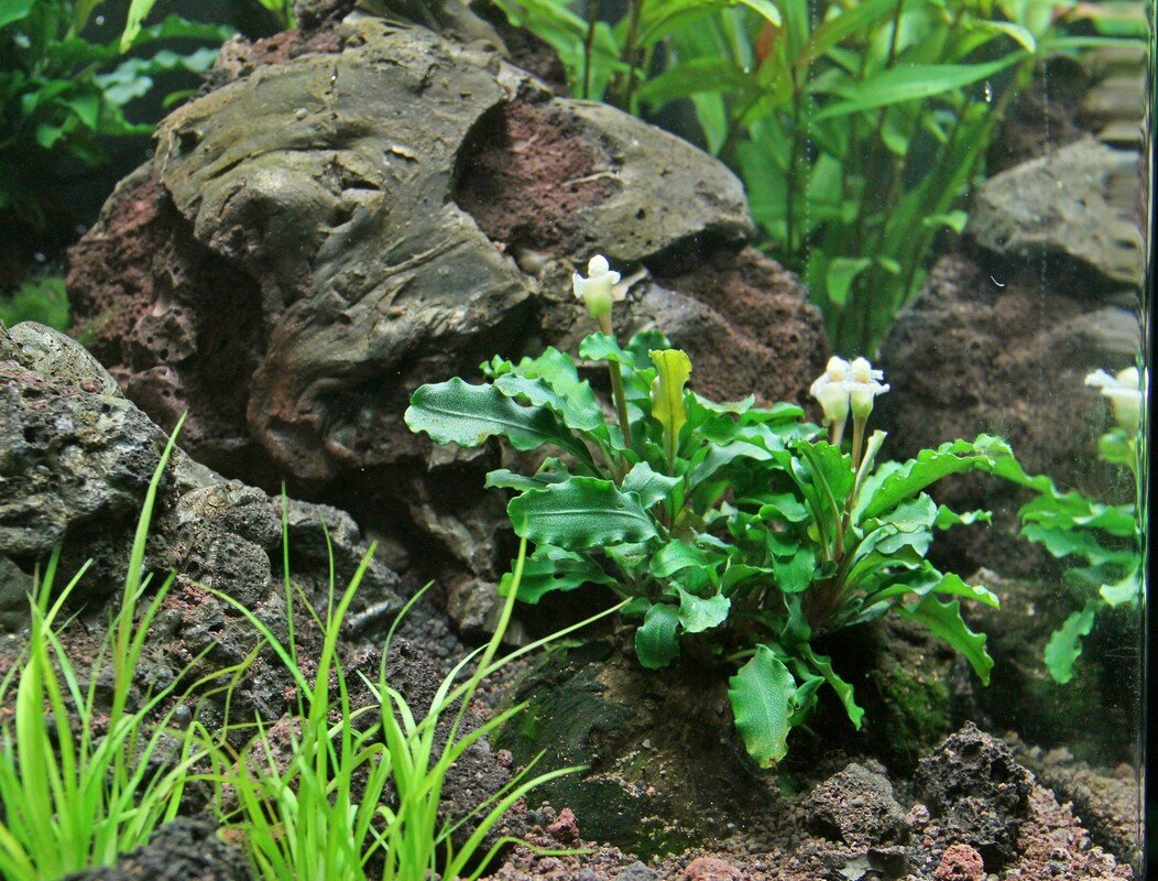Das Bild zeigt eine Aquarienlandschaft mit einer dekorativen Pflanze der Marke ALOHA, die speziell für Aquarienliebhaber entwickelt wurde. Im Vordergrund ist die Pflanze mit grünen, gewellten Blättern und kleinen weißen Blüten zu sehen, eingebettet in ein