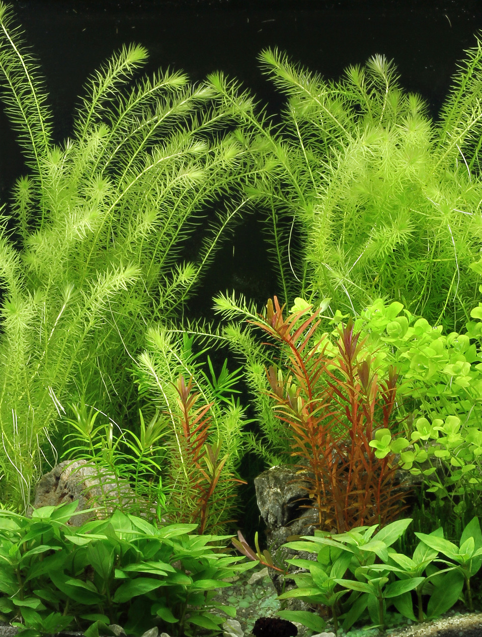Üppig bepflanztes Aquarium mit Wasserpflanzen in Grün- & Rottönen, dichten Vordergrundpflanzen & filigranen, hohen Pflanzen im Hintergrund.