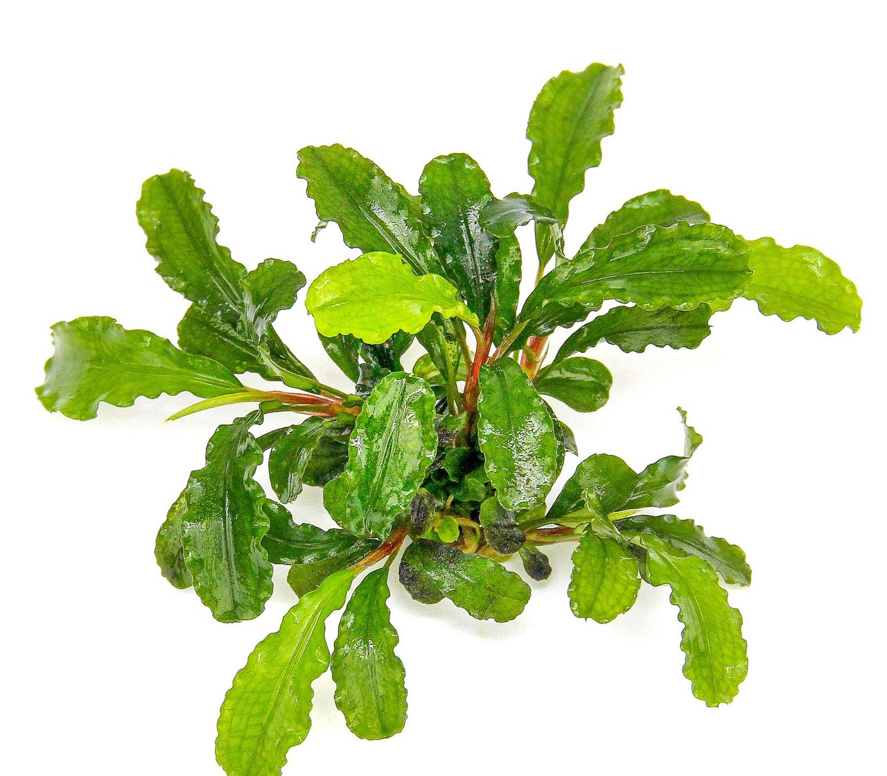 ALOHA Aquarienpflanze, für Aquarienliebhaber, kräftige glänzende Blätter, dekorativ, fördert gesundes Ökosystem.