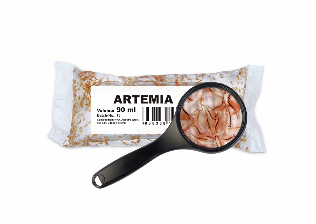 Gefriergetrocknete Artemia von amtra, geeignet für Aquarienfische. Sicht durch Lupe zeigt Details. Inhalt: 90 ml.