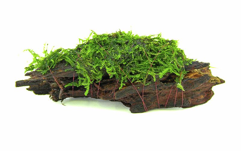 Mangrovenwurzel mit Javamoos (Taxiphyllum barbieri), ideal f. Aquarien, fördert Wasserqualität. Maße u. Menge variieren.