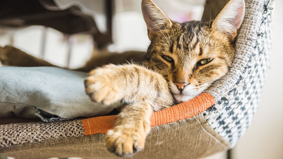 Braune Katze schläft in Korbstuhl. 