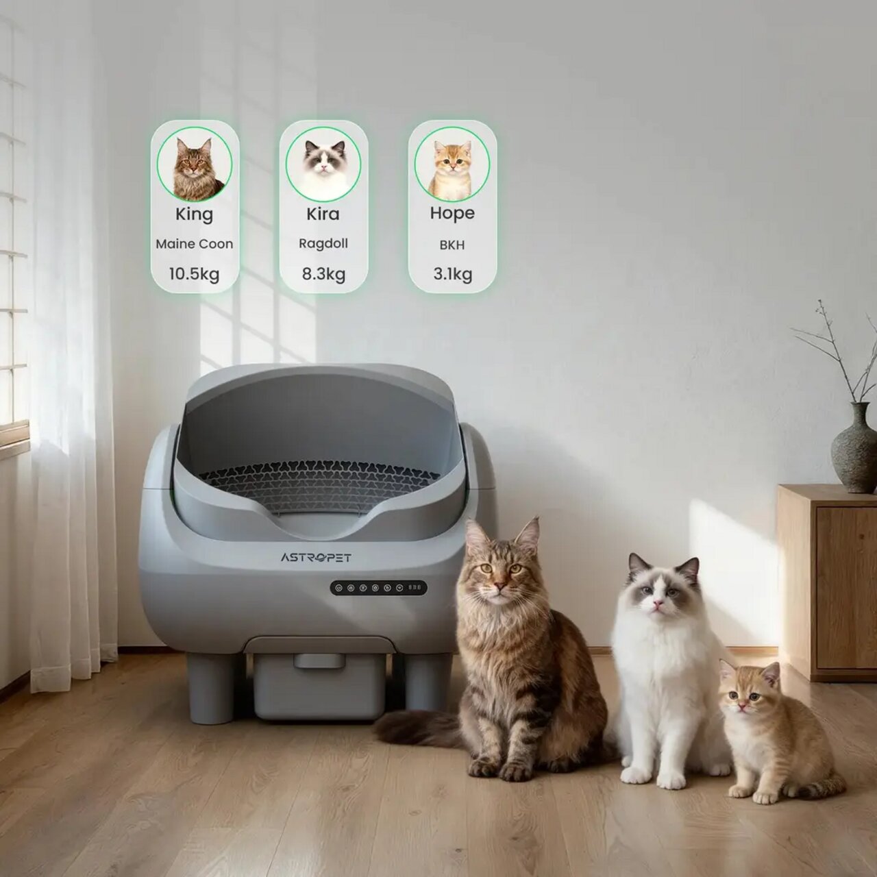 Automatisches Katzenklo von Astropet, mit drei Katzen verschiedener Rassen davor. Geeignet für Maine Coon, Ragdoll, BKH.