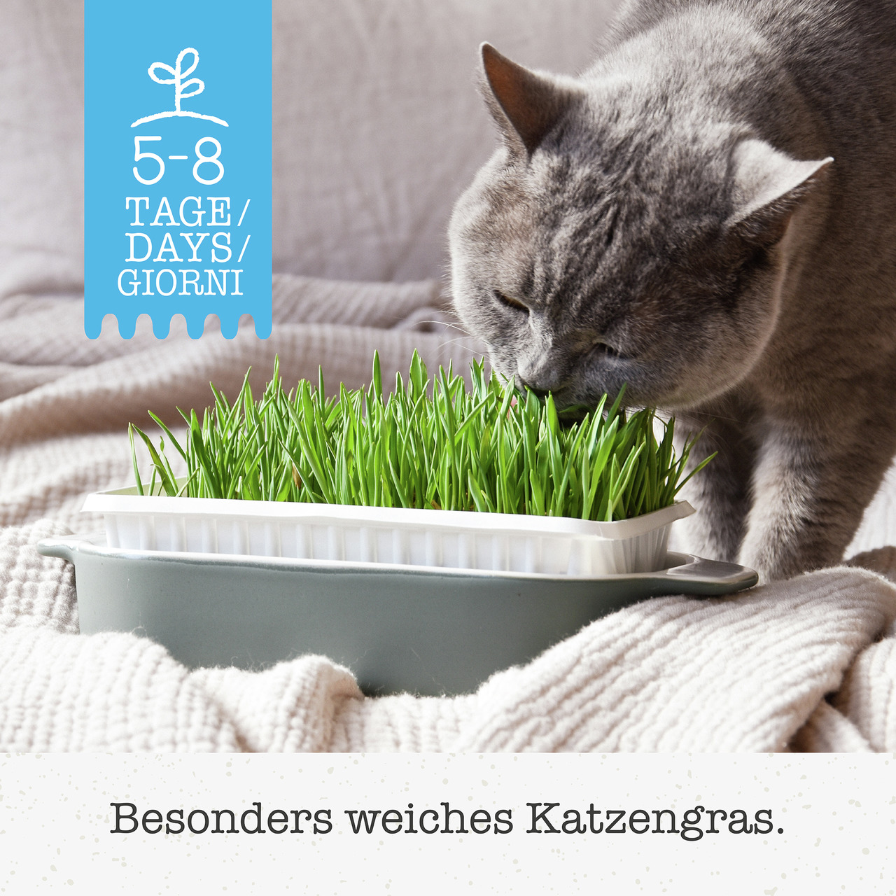 GimCat Katzengras, weiches Gras für Katzen, wächst in 5-8 Tagen, rechteckige Schale.
