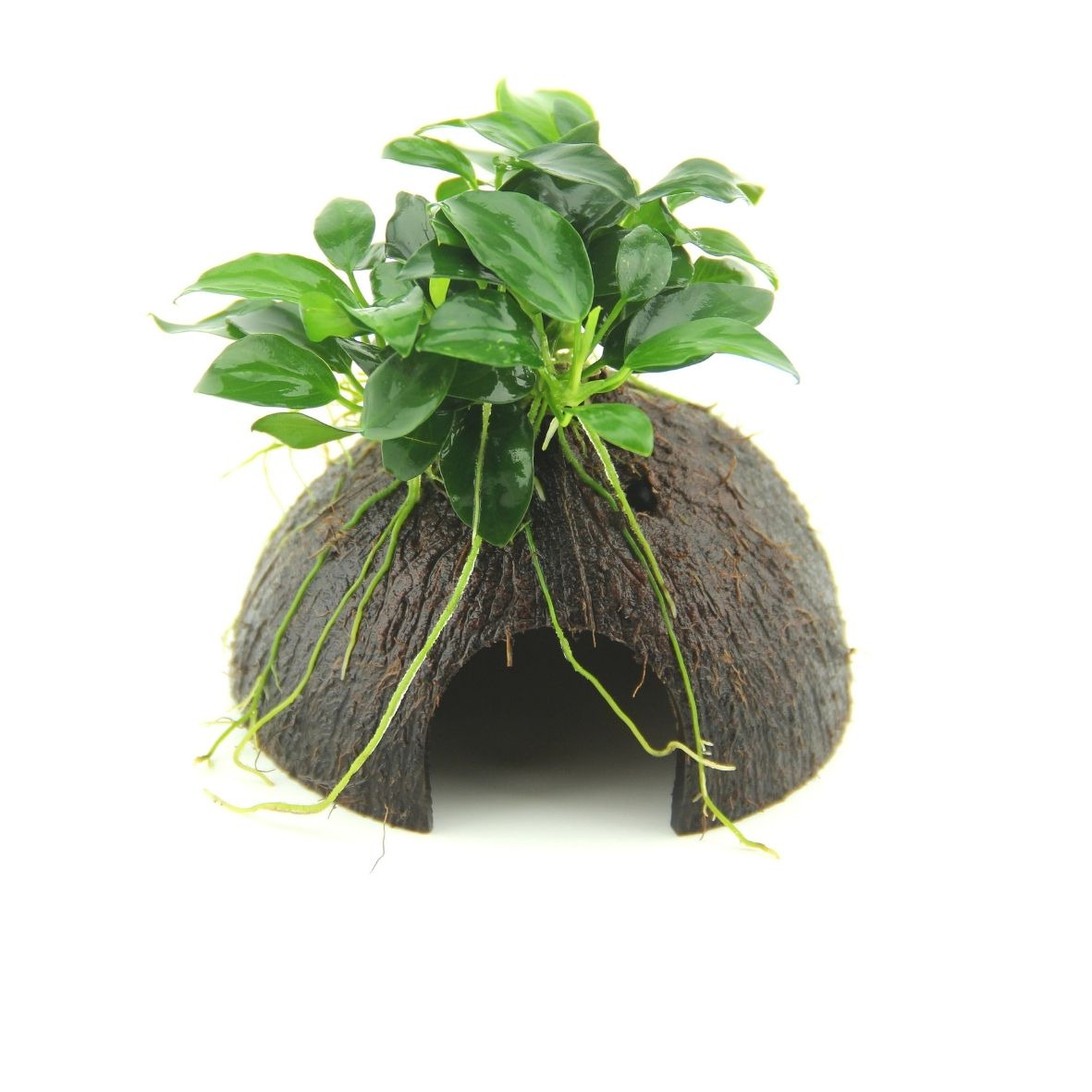 ALOHA Anubias BONSAI auf Nano Cave