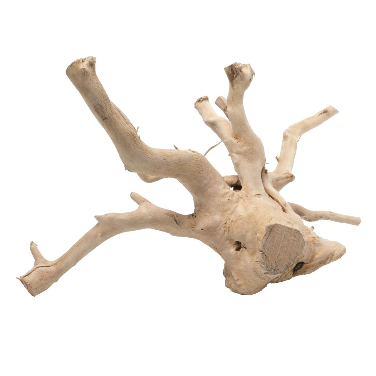 AQUA DELLA Mangrovenwurzel, für Zierfischhalter, naturgetreues Versteck/Spiel für Fische, Maße & Gewicht je nach Modell.