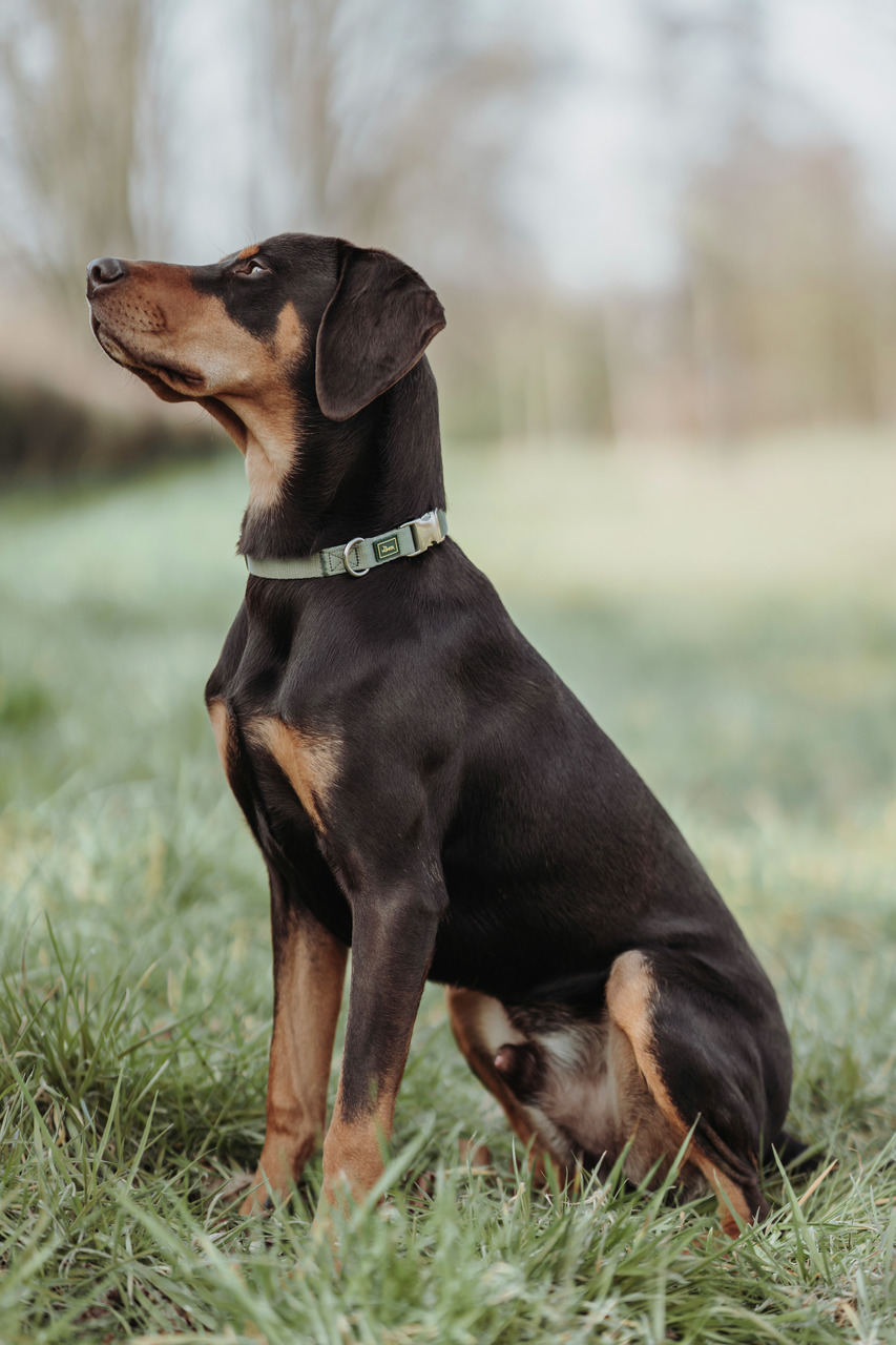 HUNTER Halsband für Hunde, olivgrün, schlicht & elegant, Dobermann auf Wiese, natürliche Umgebung mit Bäumen & bewölktem Himmel.
