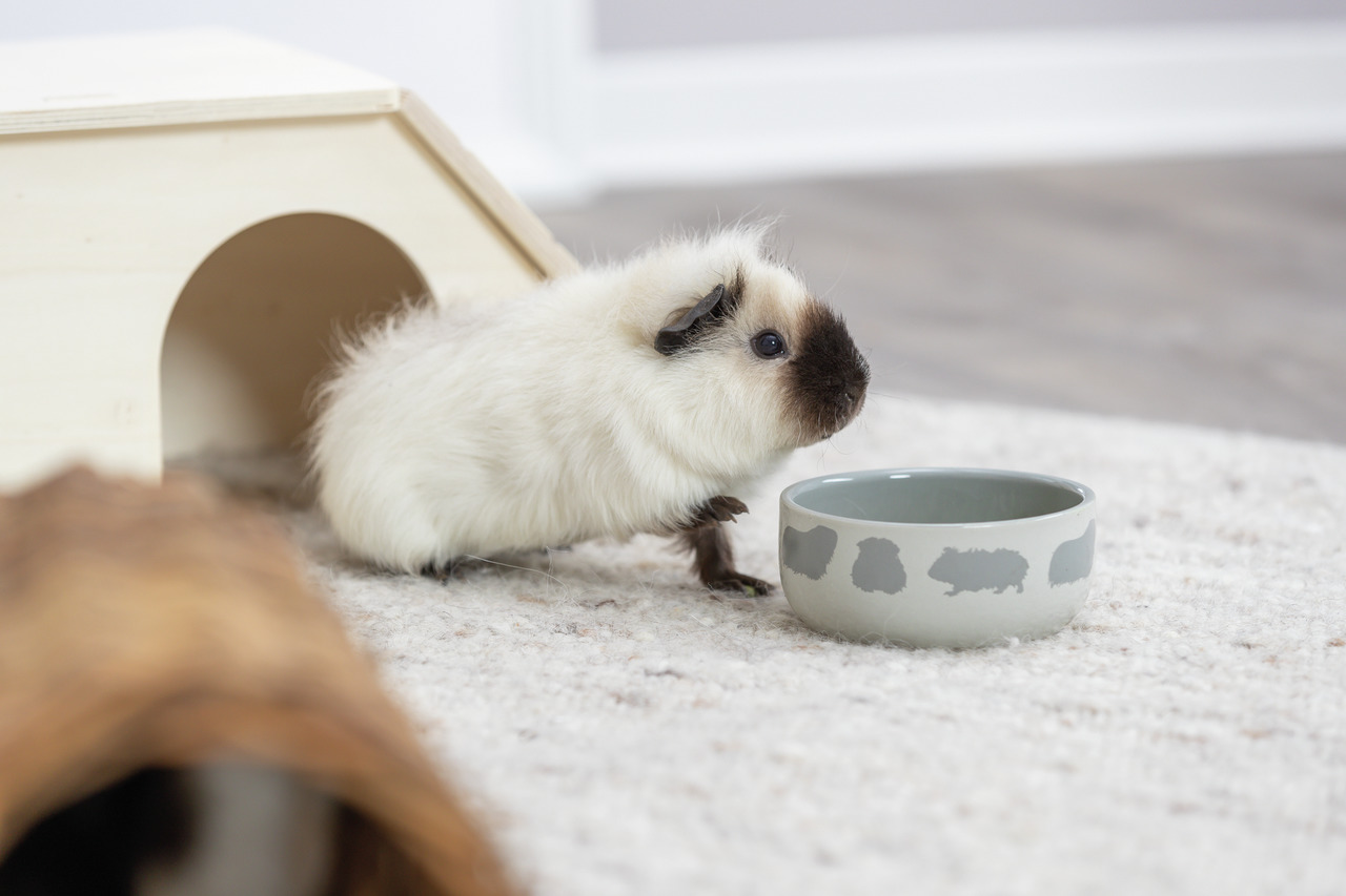 Ein weißes Meerschweinchen mit dunklem Gesicht sitzt auf einem hellen Teppich neben einem grauen Futternapf mit Meerschweinchen-Motiven. Im Hintergrund ist ein hölzernes Häuschen zu sehen. Der Futternapf gehört zur Marke TRIXIE und ist für Kleintiere wie 
