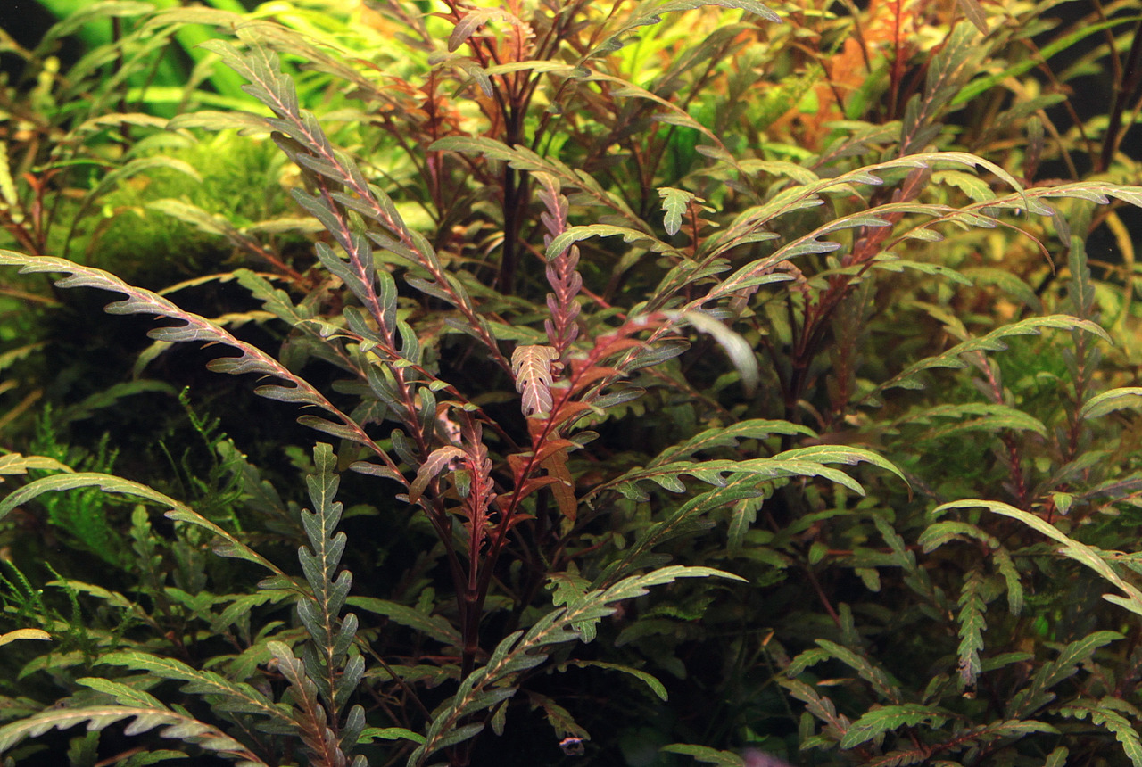 Hygrophila pinnatifida: Exotische Wasserpflanze mit grünen-rotbraunen Blättern, ideal für beleuchtete Aquarien, pflegeleicht.