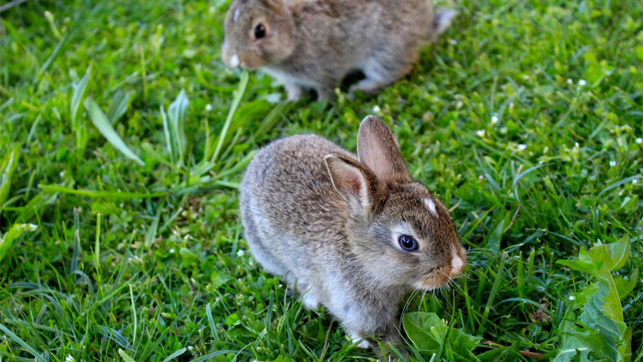 Frischfutter fr Kaninchen