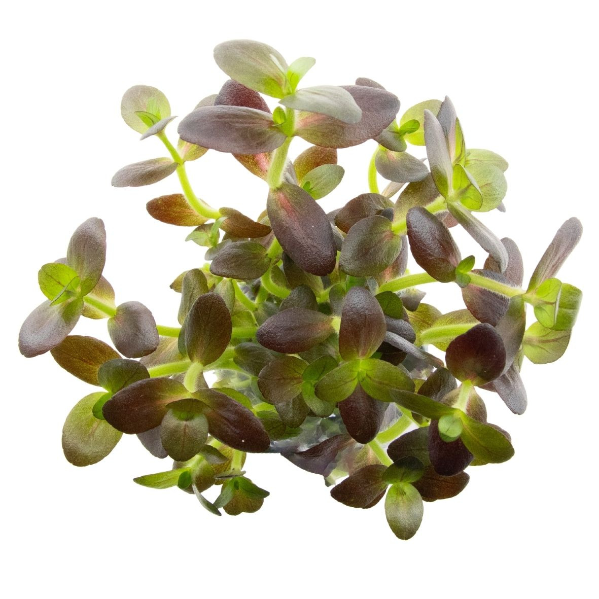 ALOHA Bacopa salzmanni PRUPLE