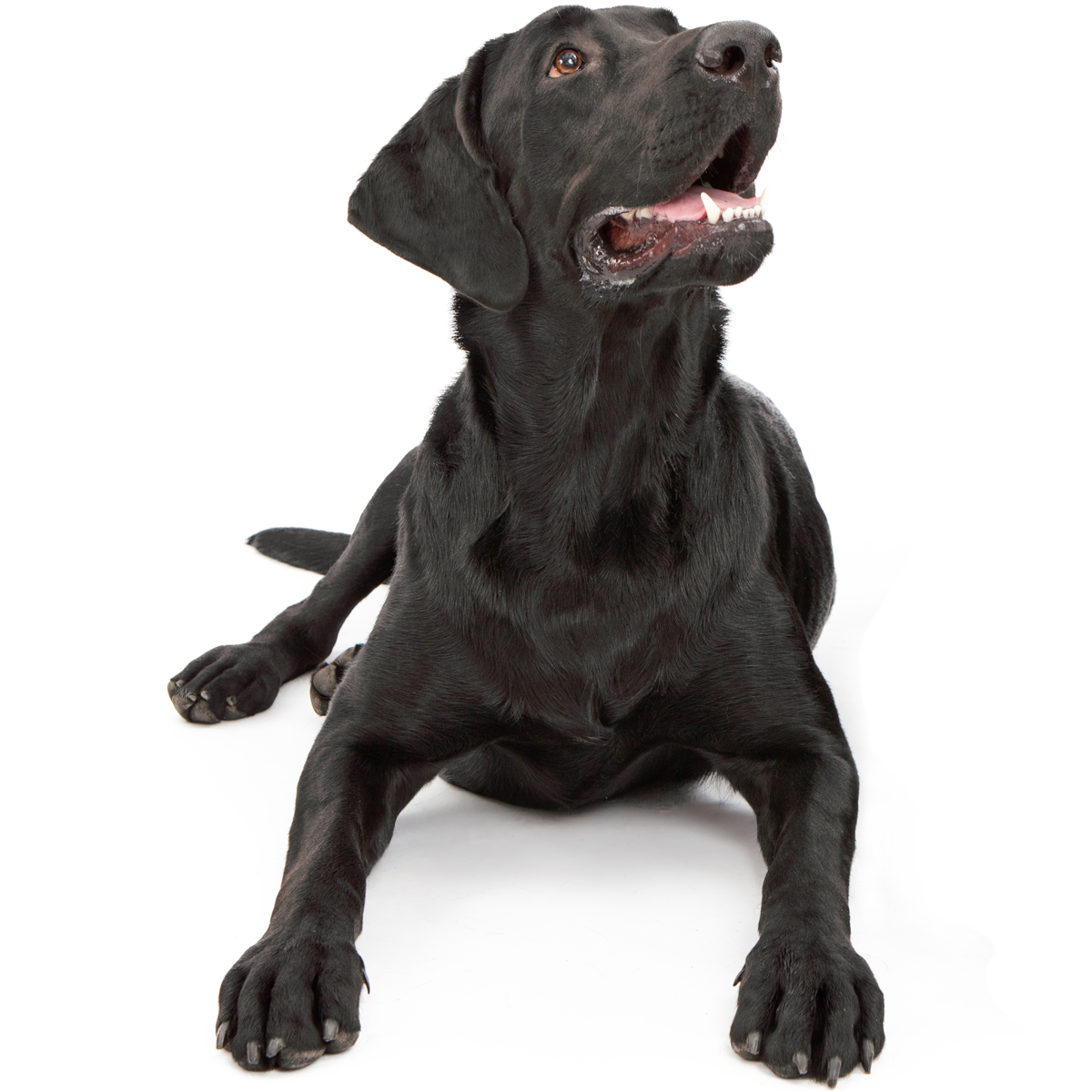Lottis Haeppchen Hund Kategorien