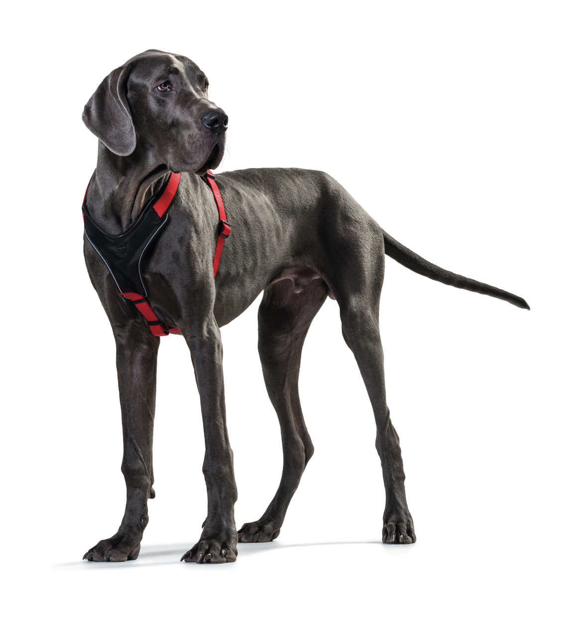 HUNTER Hundegeschirr, schwarz-rot, für große Hunde, optimaler Komfort & Sicherheit, ideal für Spaziergänge & Sport.
