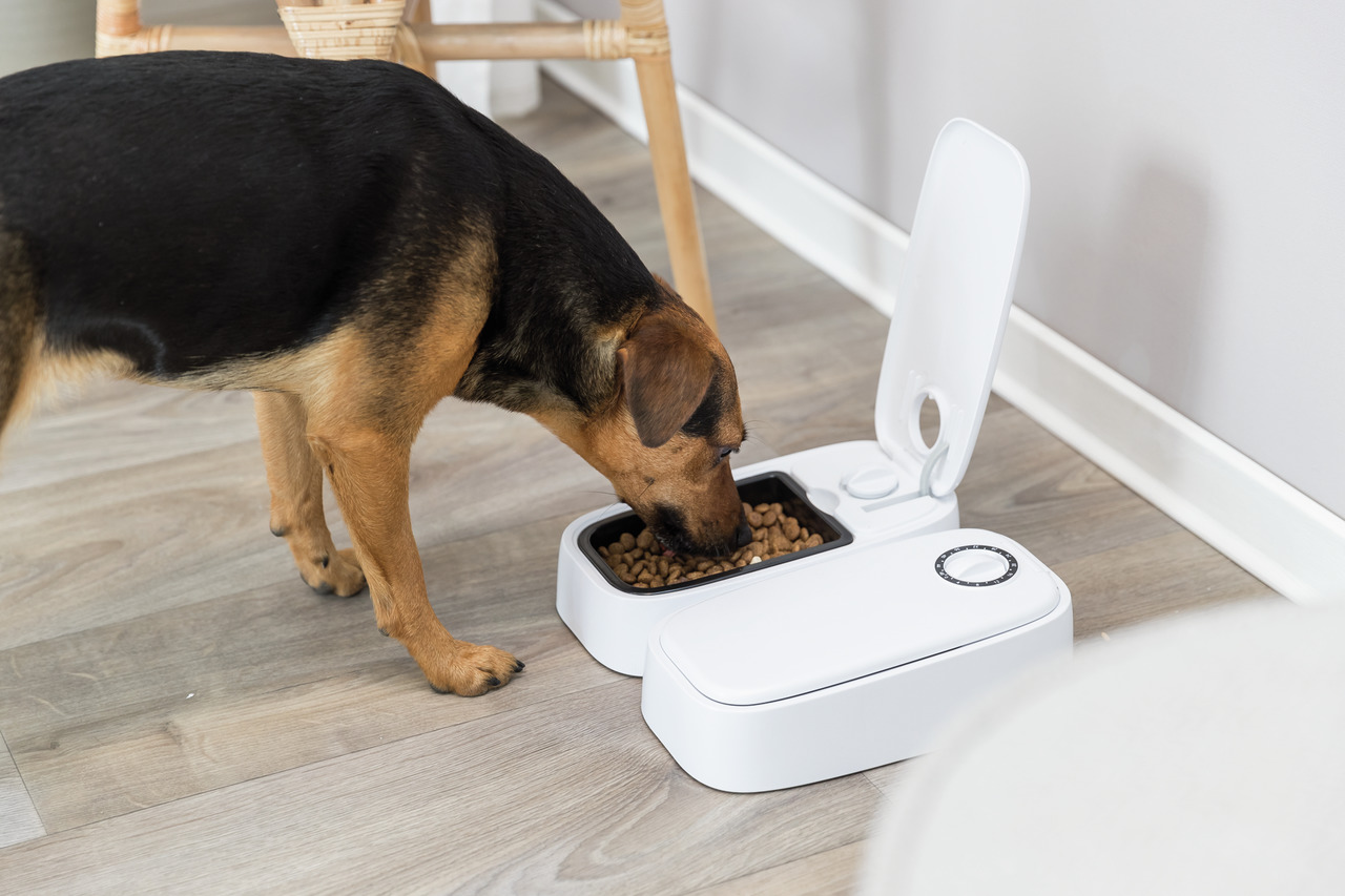 Ein mittelgroßer Hund frisst aus einem weißen, automatischen Futterspender der Marke TRIXIE. Der Futterspender ist für Hunde geeignet und ermöglicht eine präzise Portionierung von Trockenfutter. Das Bild zeigt den Spender mit geöffnetem Deckel und einer F