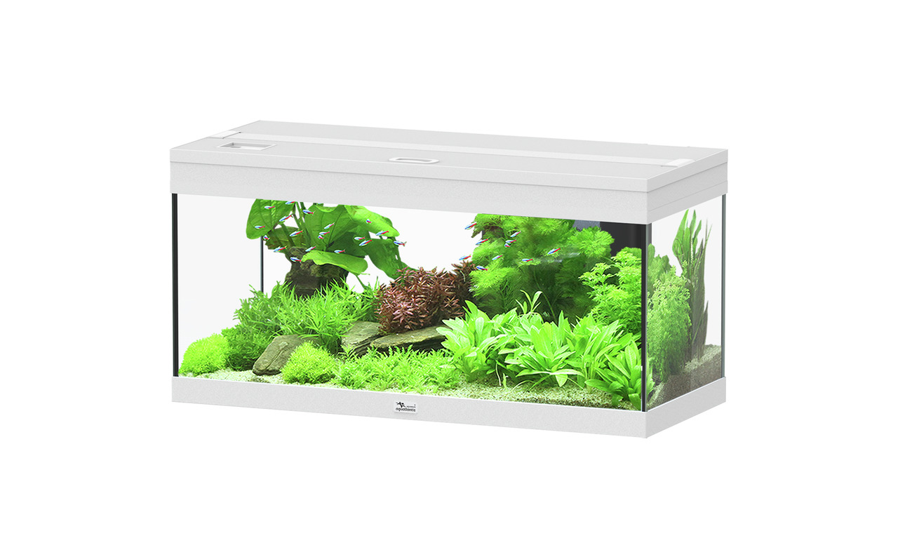 Das Bild zeigt ein modernes Aquarium der Marke Aquatlantis, Modell Style LED 60, mit einer rechteckigen Form und weißem Rahmen. Es ist mit üppigen, grünen Wasserpflanzen und dekorativen Steinen ausgestattet. Das Aquarium eignet sich für Aquaristik-Enthusi