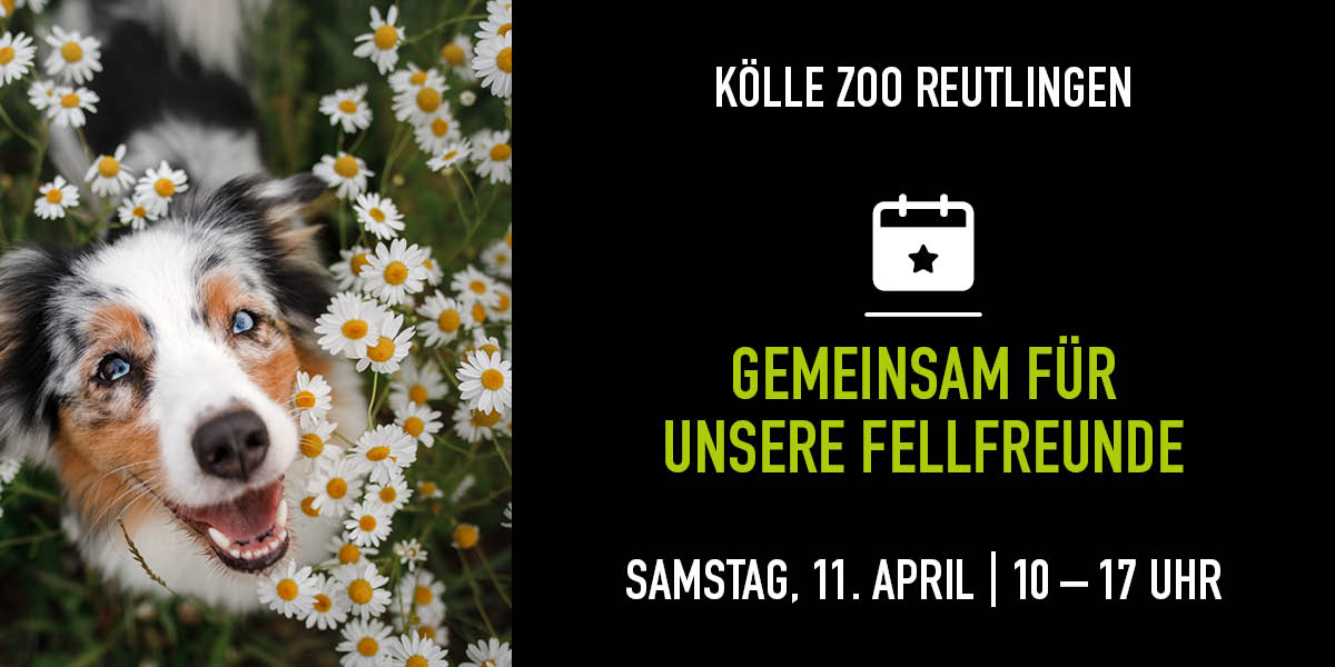 Hund schaut in die Kamera und sitzt in einem Gänseblümchen Feld. Rechts die Infos zum Event