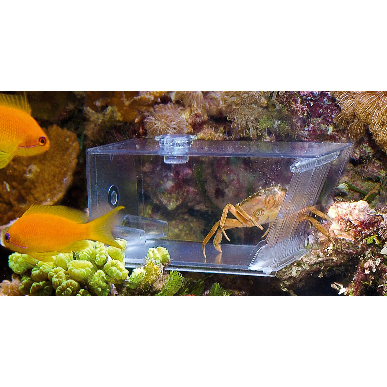 Aqua Medic Trap-Pest: Falle für unerwünschte Tiere (Krabben-Schnecken) in Meerwasseraquarien, für Aquarienbesitzer, transparent.