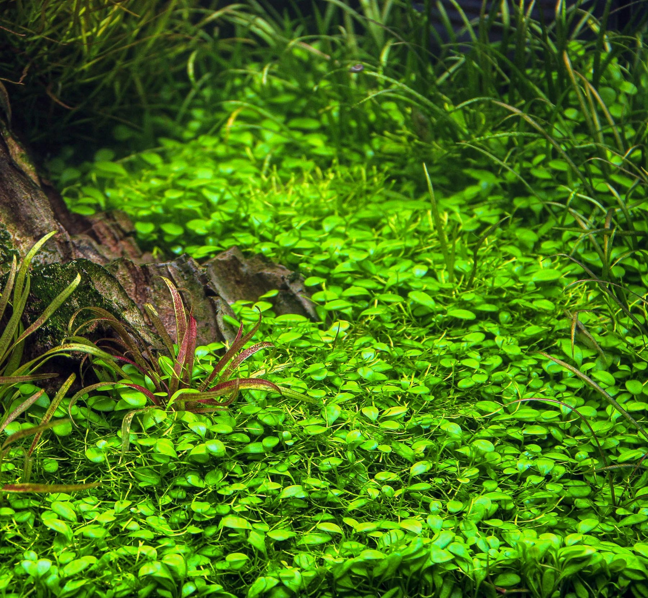 Üppige Unterwasserlandschaft mit grünem Bodendecker (Hemianthus), höheren Pflanzen, dekorativem Stein & roten/grünen Pflanzen im Aquarium.