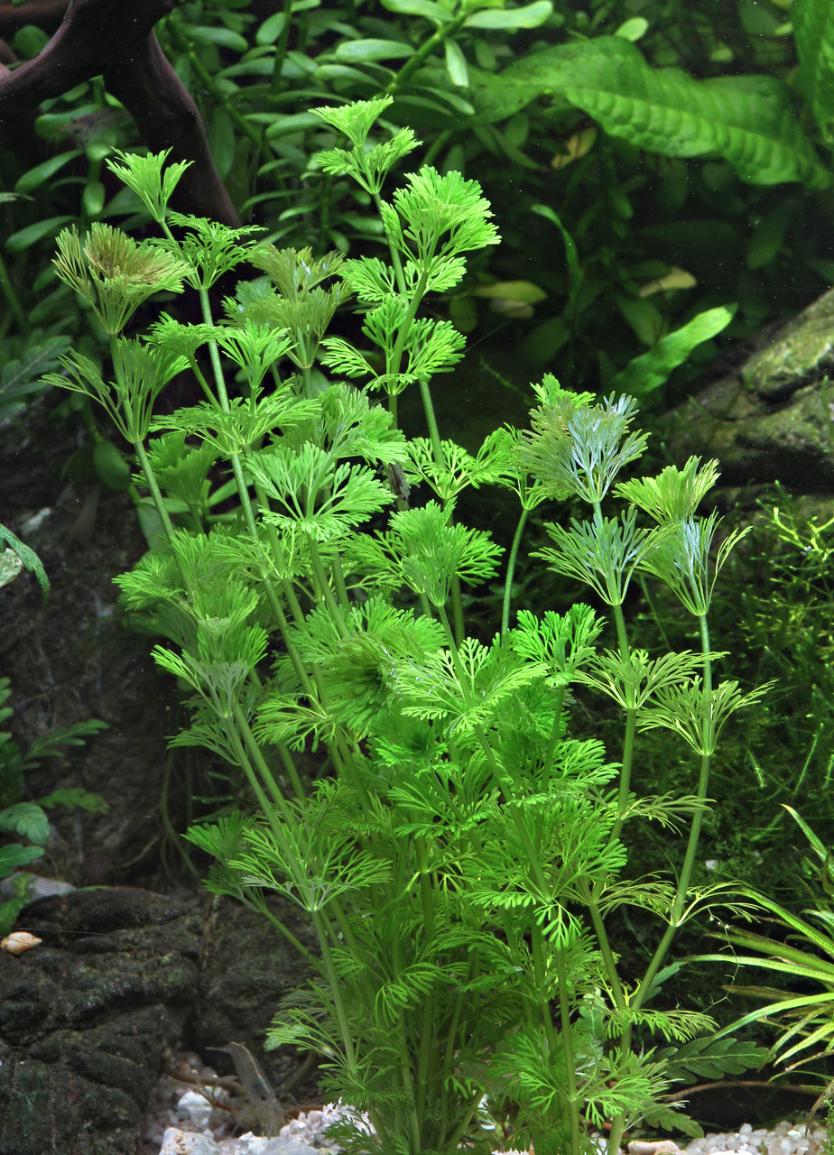Auf dem Bild ist die Wasserpflanze Limnophila sessiliflora zu sehen, die in einem Aquarium wächst. Die Pflanze hat feine, grüne Blätter, die fächerförmig angeordnet sind, und steht in einem natürlichen, bepflanzten Unterwasserumfeld. Sie eignet sich ideal