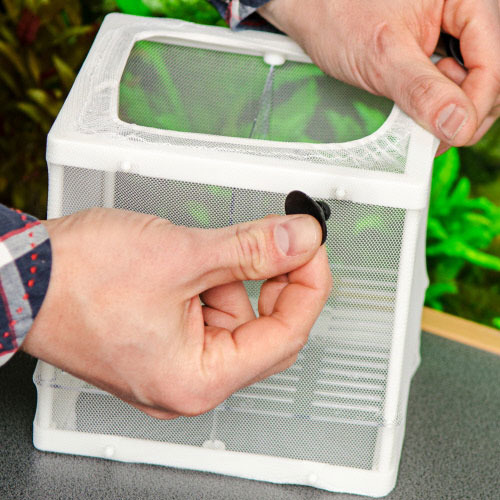 Auf dem Bild ist ein weißer Netz-Ablaichkasten der Marke HOBBY zu sehen, der für Aquarienfische entwickelt wurde. Eine Person befestigt den Kasten mit einem Saugnapf an einer glatten Oberfläche. Der Kasten dient zur sicheren Aufzucht von Jungfischen und b