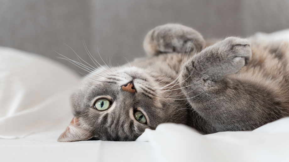 Eine graue Katze liegt entspannt auf dem Rücken und schaut in die Kamera.