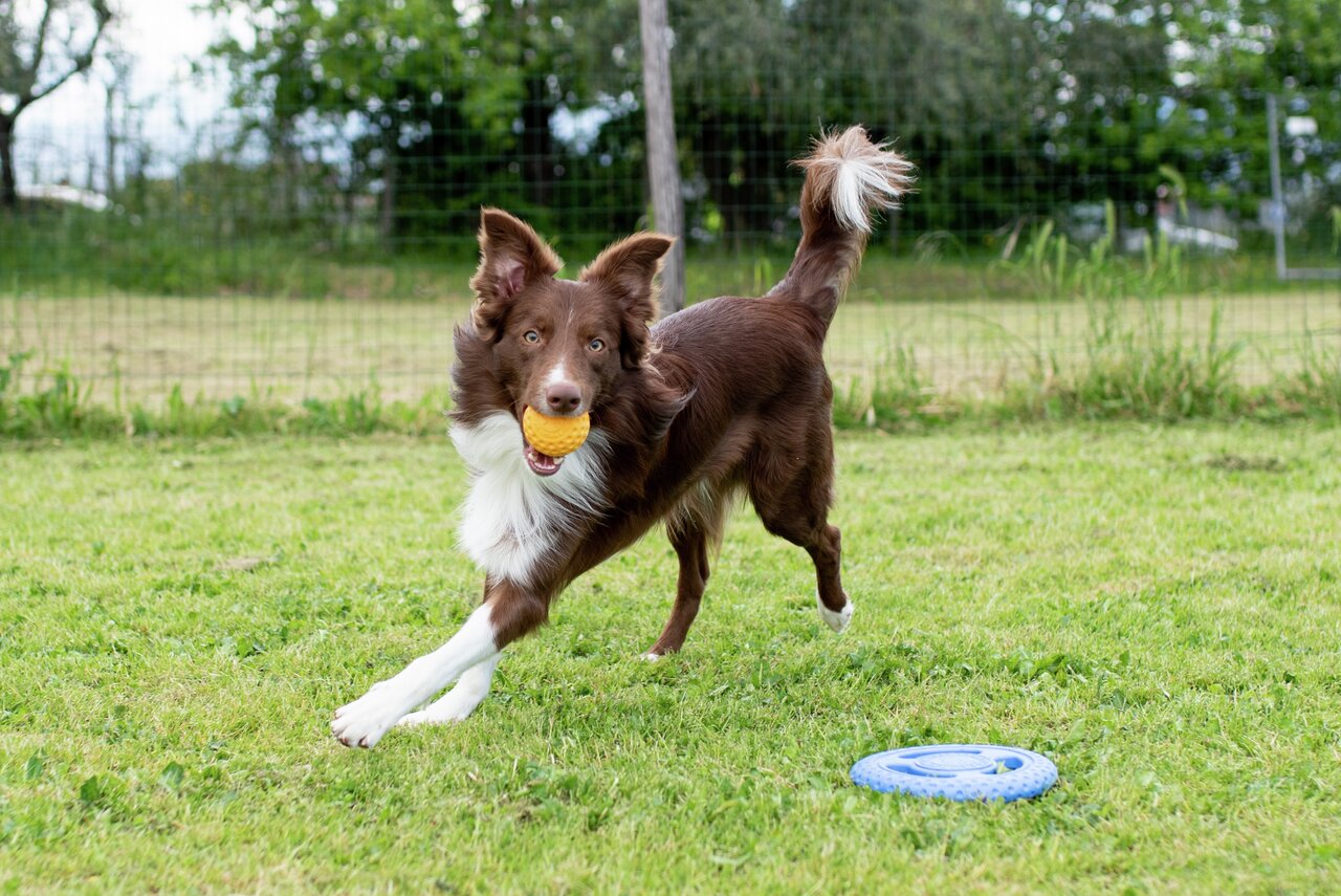 Kiwi Walker Hundespielzeug, ideal für aktive Hunde. Fröhliches Spielen mit Ball & Frisbee. Zielgruppe: Hunde.