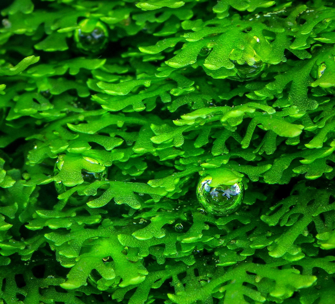 Das Bild zeigt eine Nahaufnahme von leuchtend grünen Algen mit detaillierten, filigranen Strukturen. Auf den Algen befinden sich kleine, klare Wassertropfen, die das Licht reflektieren und die Frische und Lebendigkeit der Szene betonen. Die Textur der Alg