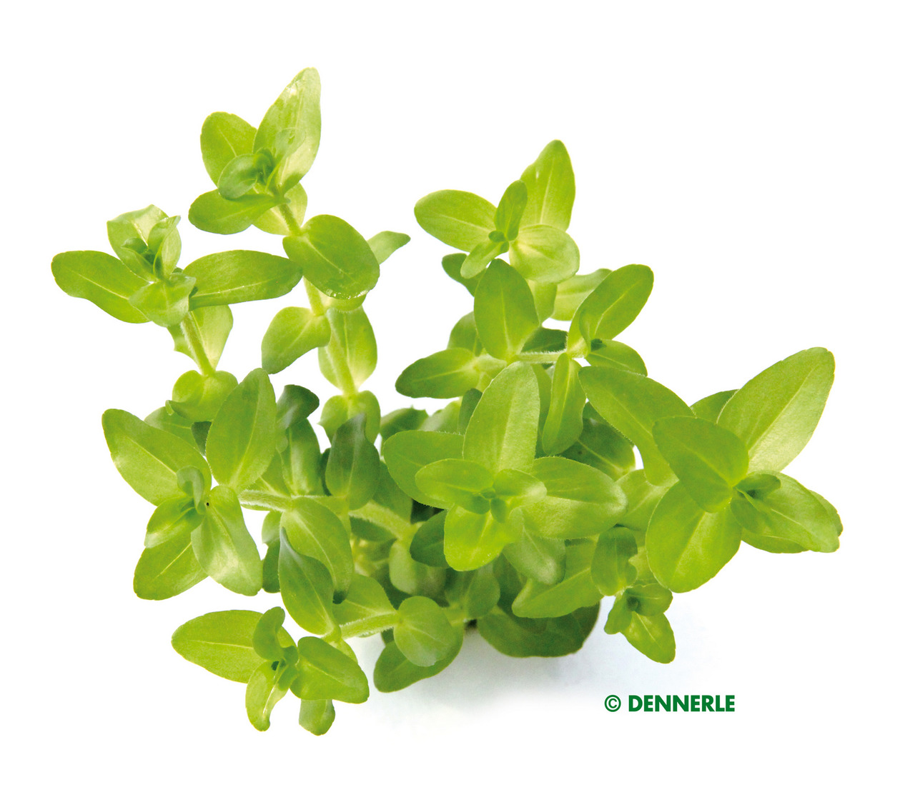 ALOHA Bacopa caroliniana