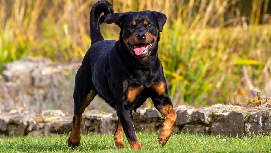 Rottweiler läuft auf einer Wiese