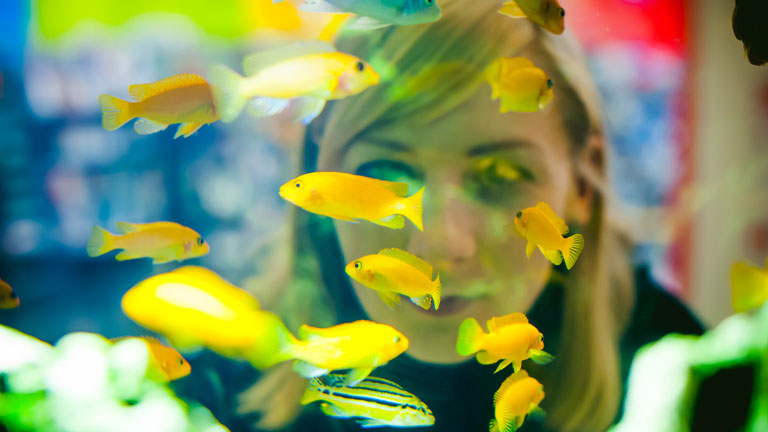 Frau betrachtet gelbe Fische in einem Aquarium durch die Glasscheibe.