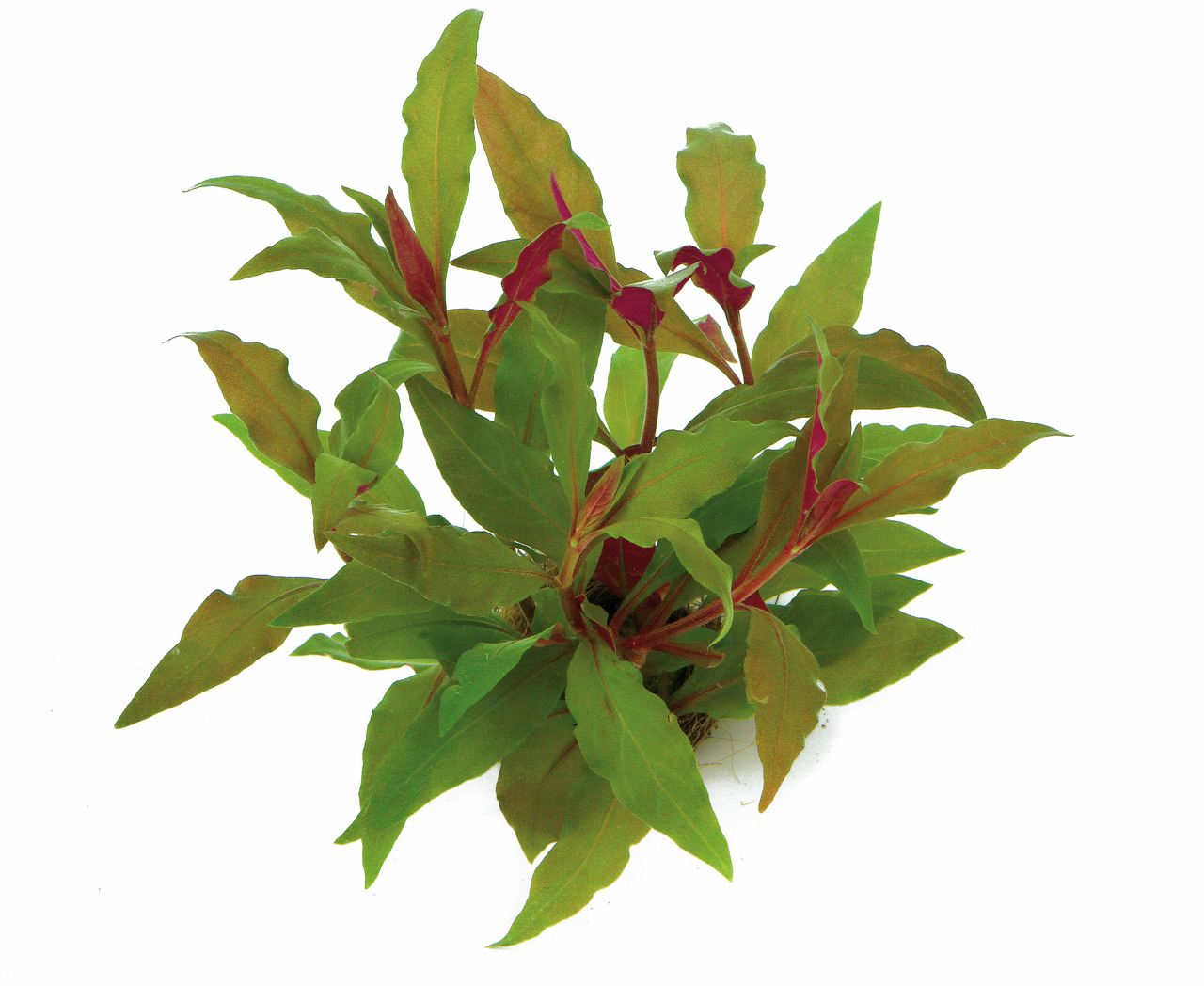 ALOHA künstl. Aquarienpflanze 4251127231464, für Aquarienliebhaber, grüne Blätter mit roten Akzenten, ideal für Süßwasseraquarien.