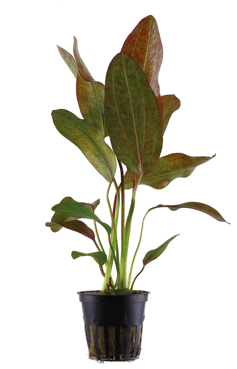 Tropica Aquarienpflanze, sattgrünes-rötliches Laub, im schwarzen Topf, ideal für Aquaristik-Fans, sorgt für optimale Wasserzirkulation.