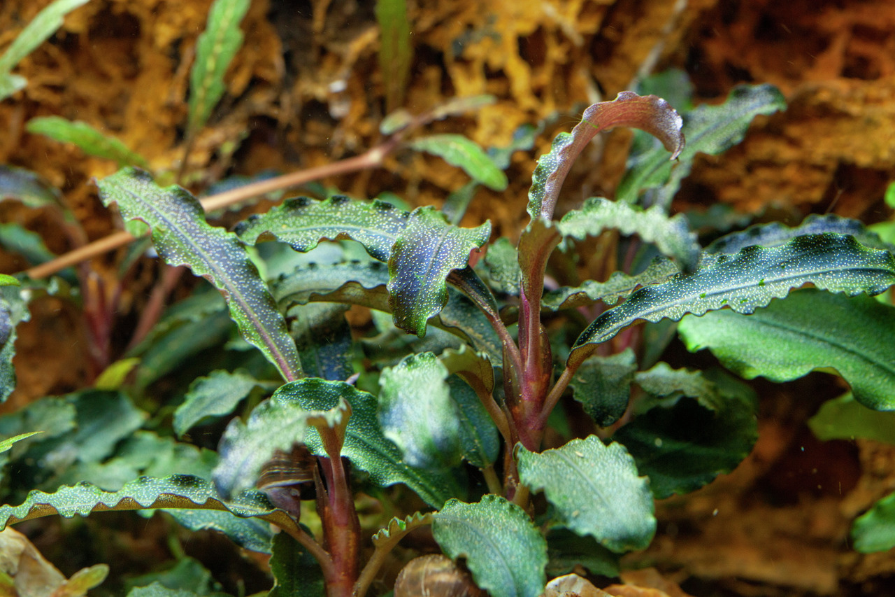 Tropica Bucephalandra sp. Wavy Green, Aquarienpflanze, dunkelgrüne Blätter, pflegeleicht, wenig Licht, ideal für Süßwasseraquarien.