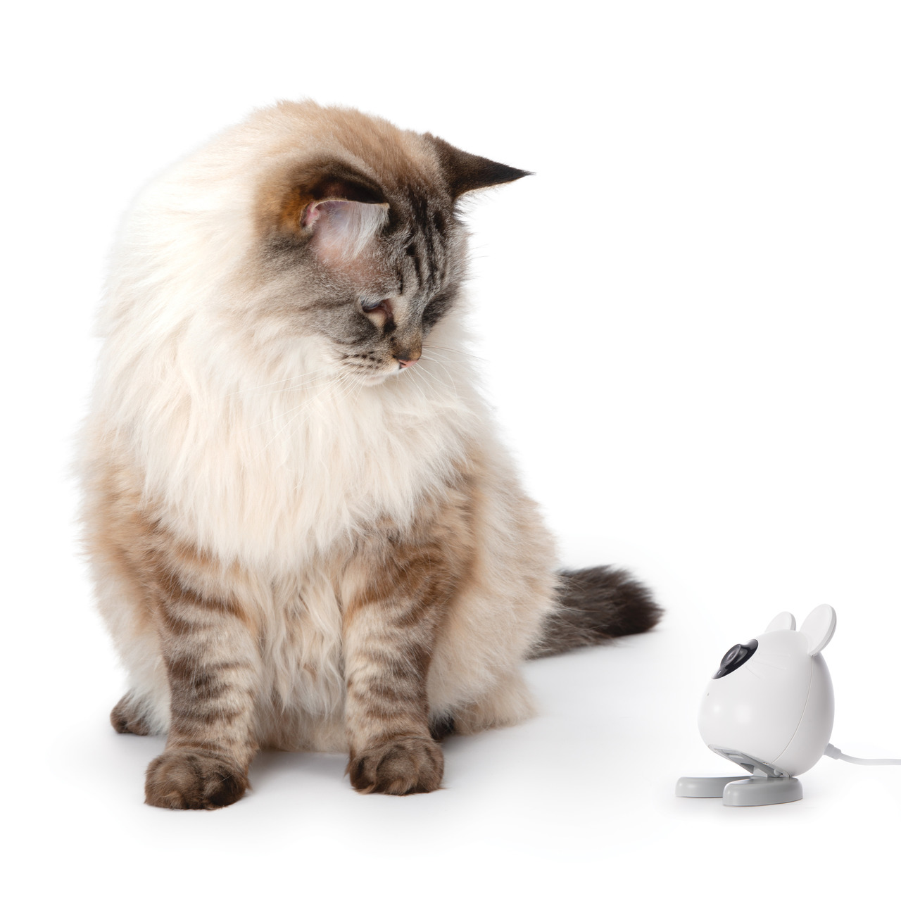 Auf dem Bild ist eine flauschige, cremefarbene Katze mit braunen Streifen zu sehen, die aufmerksam auf eine weiße Kamera in Hasenform schaut. Es handelt sich um die Catit PIXI Smart-Kamera, geeignet für Katzenbesitzer. Die Kamera bietet Überwachungsfunkti