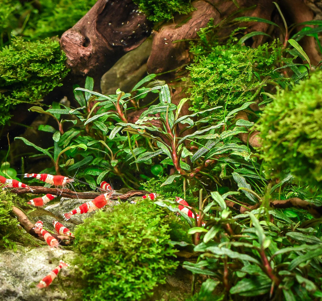 ALOHA Zwerggarnelen, rot-weiß, für Aquarienliebhaber, ideal für Nano-Aquarien, fördern gesundes Ökosystem, in lebendigem Aquarium.