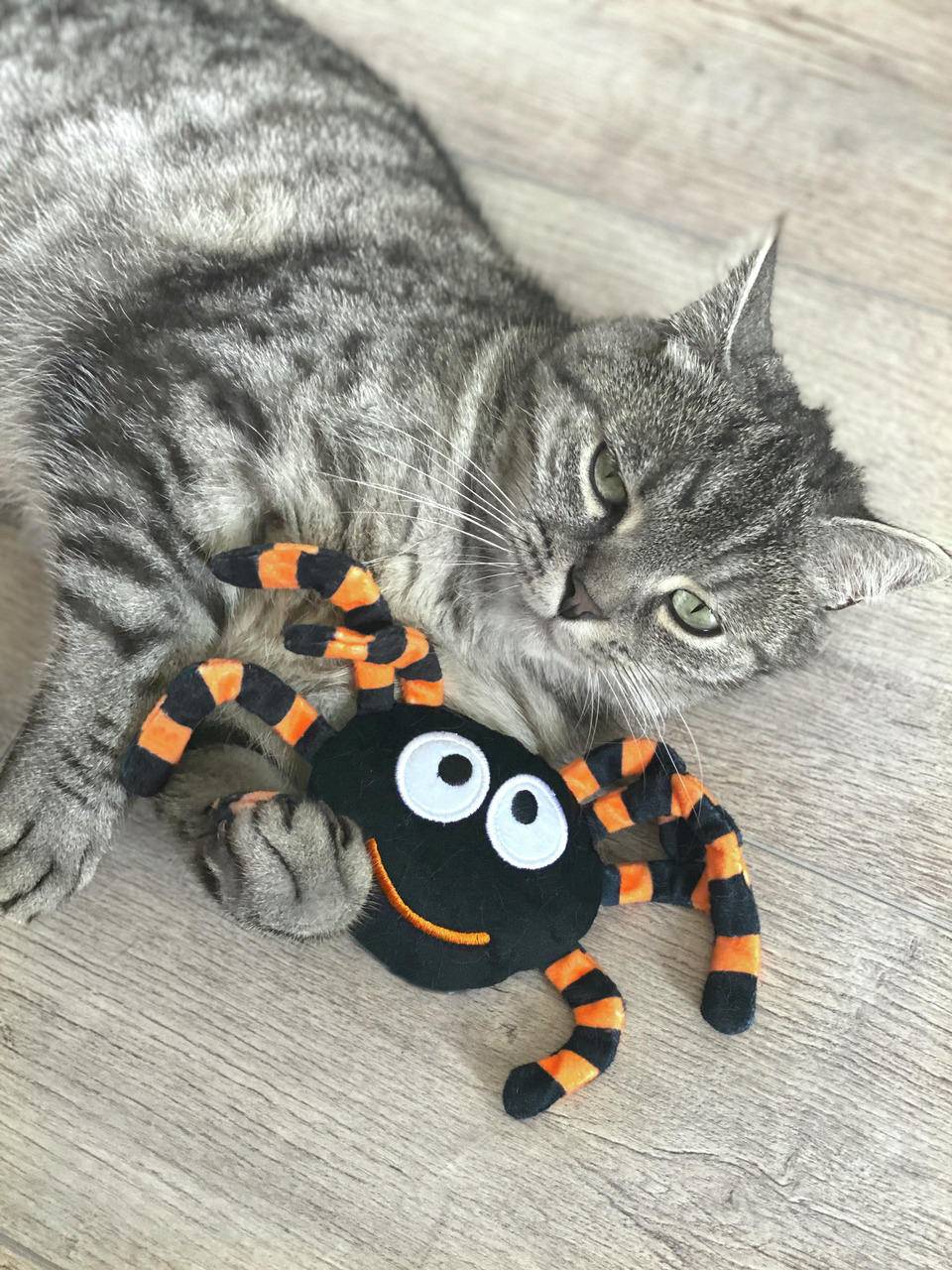 Aumüller Katzenspielzeug „Halloween-Spinne“ für Katzen, mit Katzenminze, orange-schwarz, fördert Spielfreude.