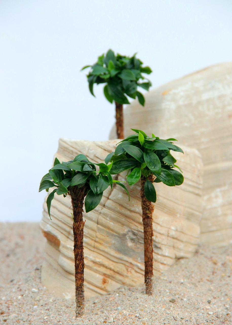 ALOHA Anubias BONSAI auf Bonsai-Palme