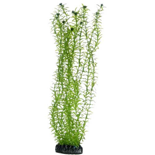 Künstliche Aquarienpflanze der Marke HOBBY, Modell "Egeria densa", ideal für Aquarienliebhaber. Geeignet für Süßwasserfische und Garnelen. Die Pflanze ist ca. 30 cm hoch, in leuchtendem Grün und mit einem stabilen schwarzen Sockel ausgestattet. Perfekt zu